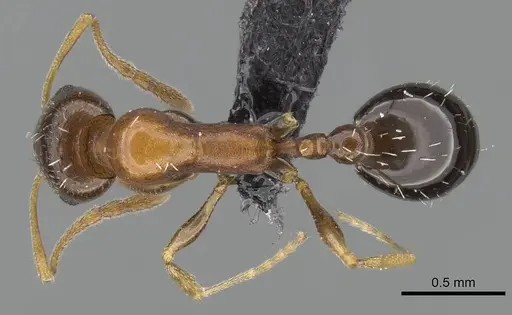Royidris anxietas specimen CASENT0205644 image casent0205644_1