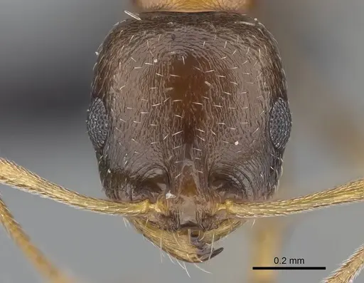 Royidris anxietas specimen CASENT0205644 image casent0205644_2