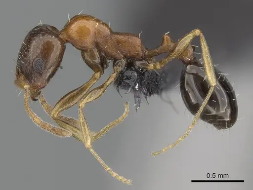 Royidris anxietas specimen CASENT0205644 image casent0205644_3