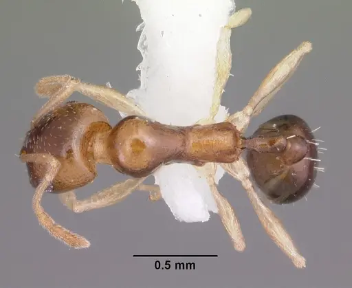 Royidris clarinodis specimen CASENT0102685 image casent0102685_1