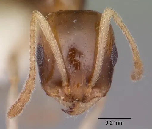 Royidris clarinodis specimen CASENT0102685 image casent0102685_2