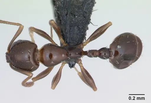 Royidris clarinodis specimen CASENT0453836 image casent0453836_1