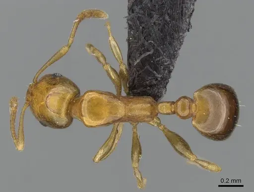 Royidris depilosa specimen CASENT0020786 image casent0020786_1
