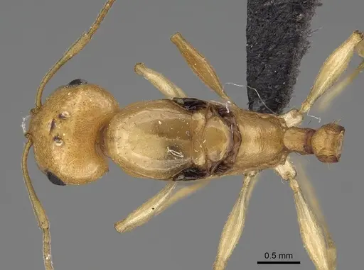 Royidris diminuta specimen CASENT0002419 image casent0002419_1