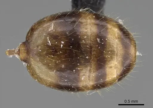 Royidris diminuta specimen CASENT0002419 image casent0002419_2