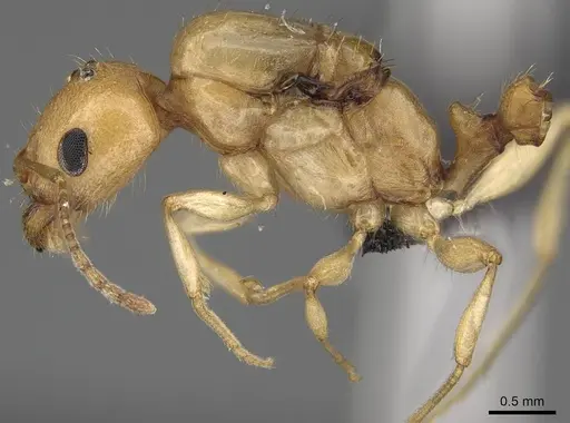 Royidris diminuta specimen CASENT0002419 image casent0002419_4