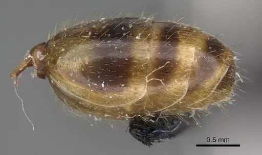 Royidris diminuta specimen CASENT0002419 image casent0002419_5