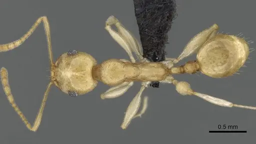 Royidris diminuta specimen CASENT0002420 image casent0002420_1