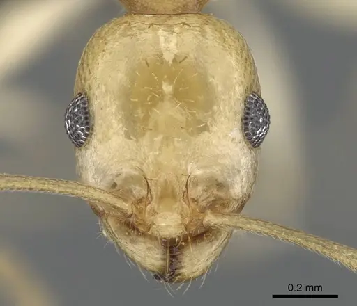 Royidris diminuta specimen CASENT0002420 image casent0002420_2