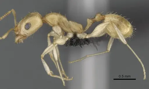 Royidris diminuta specimen CASENT0002420 image casent0002420_3