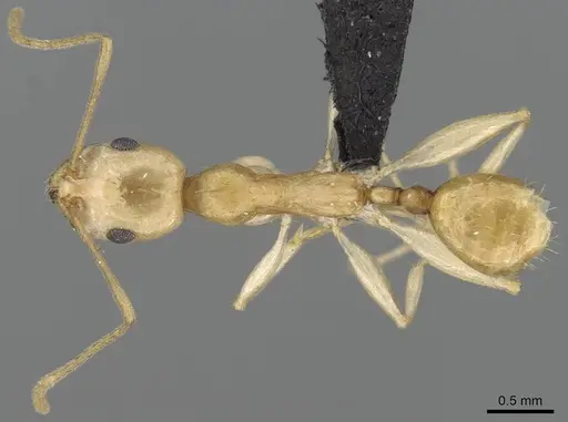 Royidris etiolata specimen CASENT0002370 image casent0002370_1
