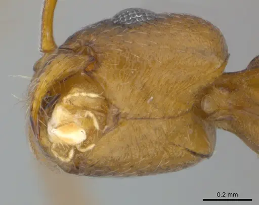Royidris gravipuncta specimen CASENT0007099 image casent0007099_1
