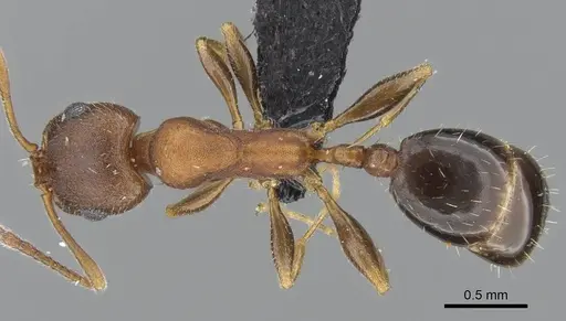 Royidris gravipuncta specimen CASENT0906901 image casent0906901_1