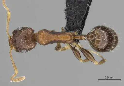Royidris longiseta specimen CASENT0078298 image casent0078298_1