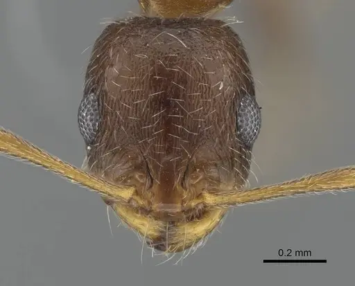 Royidris longiseta specimen CASENT0078298 image casent0078298_2