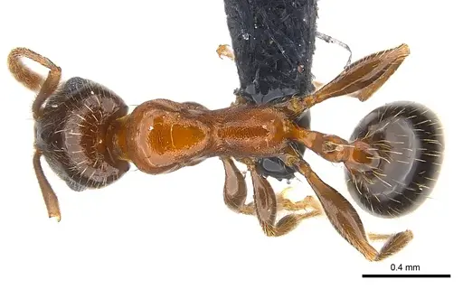 Royidris longiseta specimen CASENT0120396 image casent0120396_1