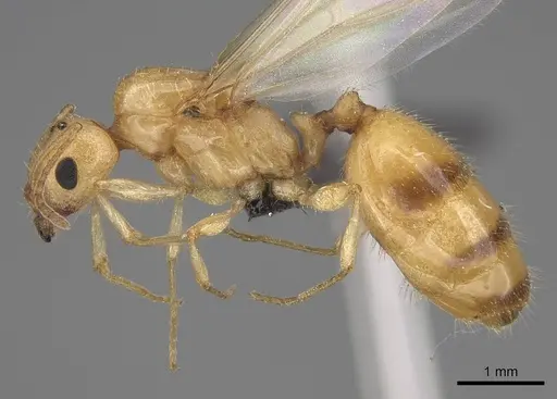Royidris notorthotenes specimen CASENT0002227 image casent0002227_3