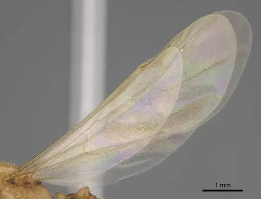 Royidris notorthotenes specimen CASENT0002227 image casent0002227_4