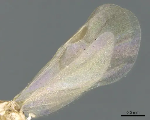 Royidris notorthotenes specimen CASENT0002239 image casent0002239_4