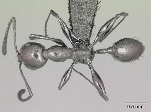 Royidris notorthotenes specimen CASENT0002244 image casent0002244_1