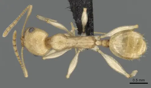 Royidris notorthotenes specimen CASENT0002250 image casent0002250_1