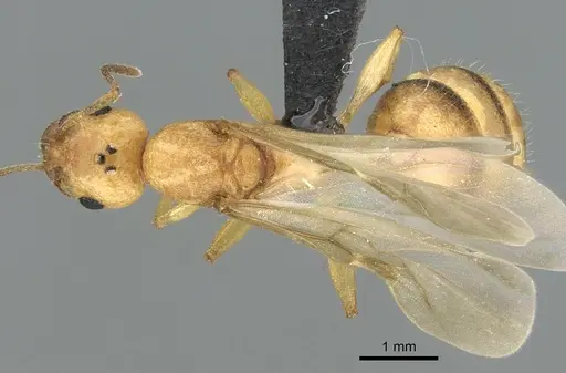 Royidris notorthotenes specimen CASENT0002255 image casent0002255_1