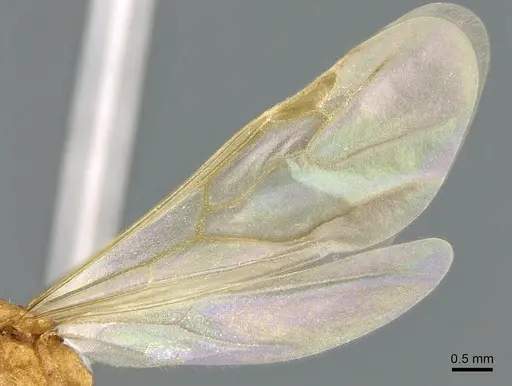 Royidris notorthotenes specimen CASENT0002255 image casent0002255_4