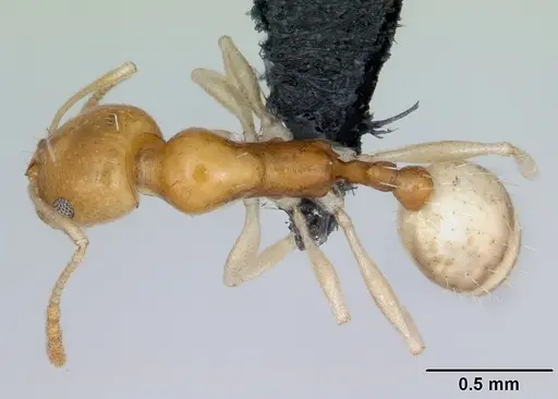 Royidris pallida specimen CASENT0085017 image casent0085017_1