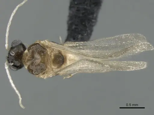 Royidris peregrina specimen CASENT0206165 image casent0206165_1