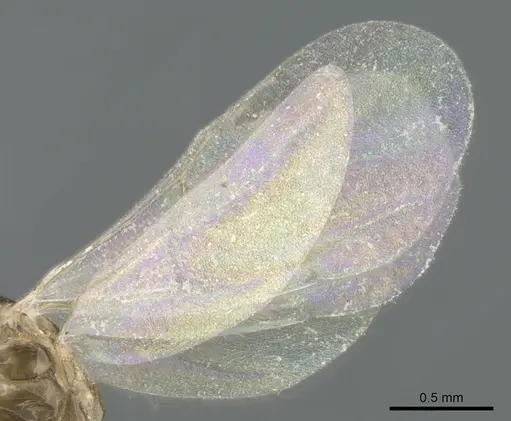 Royidris peregrina specimen CASENT0206165 image casent0206165_4
