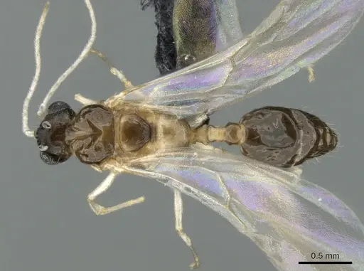 Royidris peregrina specimen CASENT0206174 image casent0206174_1