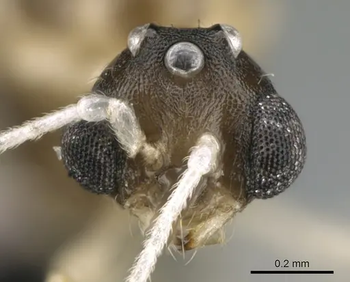 Royidris peregrina specimen CASENT0206174 image casent0206174_2