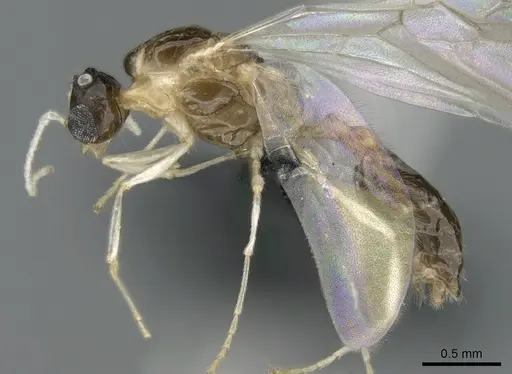 Royidris peregrina specimen CASENT0206174 image casent0206174_3