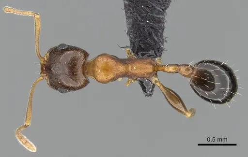 Royidris peregrina specimen CASENT0209249 image casent0209249_1
