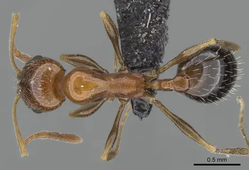 Royidris pulchra specimen CASENT0052581 image casent0052581_1