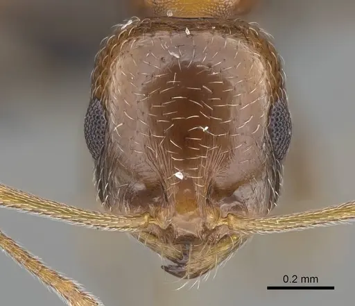 Royidris pulchra specimen CASENT0052581 image casent0052581_2