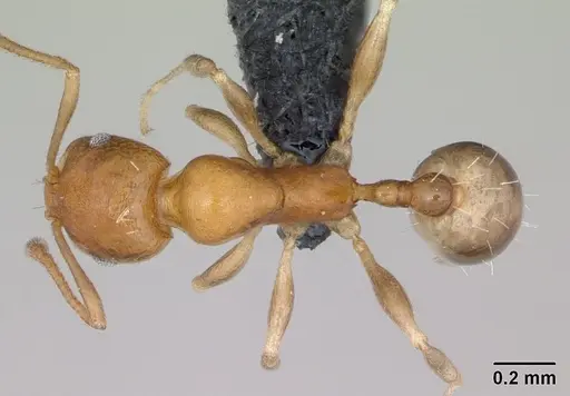 Royidris robertsoni specimen CASENT0035010 image casent0035010_1