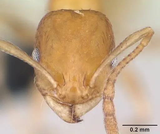 Royidris robertsoni specimen CASENT0035010 image casent0035010_2
