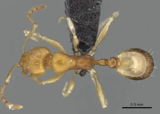 Royidris robertsoni specimen CASENT0035270 image casent0035270_1