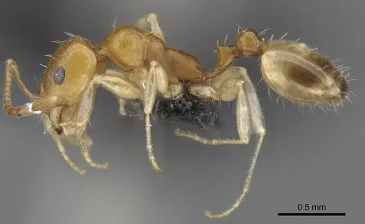 Royidris robertsoni specimen CASENT0035270 image casent0035270_3