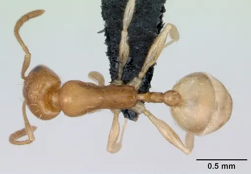 Royidris robertsoni specimen CASENT0077935 image casent0077935_1