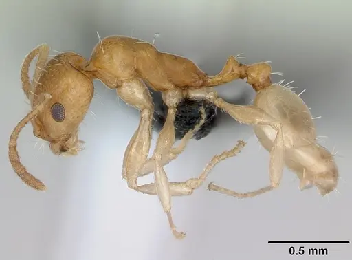Royidris robertsoni specimen CASENT0077935 image casent0077935_3