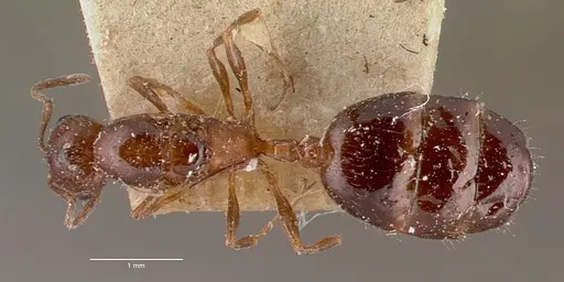 Royidris shuckardi specimen CASENT0010761 image casent0010761_1