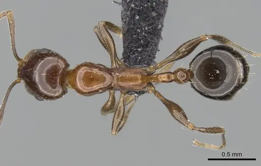 Royidris singularis specimen CASENT0128362 image casent0128362_1