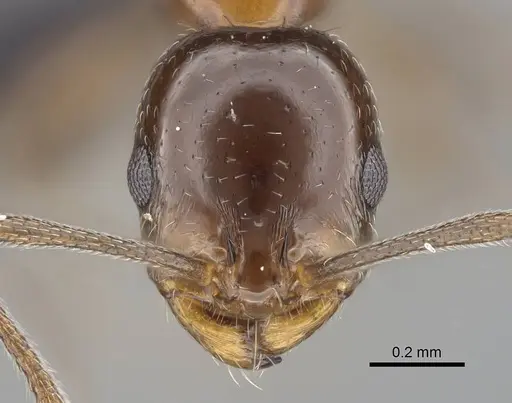 Royidris singularis specimen CASENT0128362 image casent0128362_2