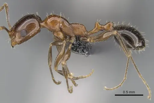 Royidris singularis specimen CASENT0128362 image casent0128362_3