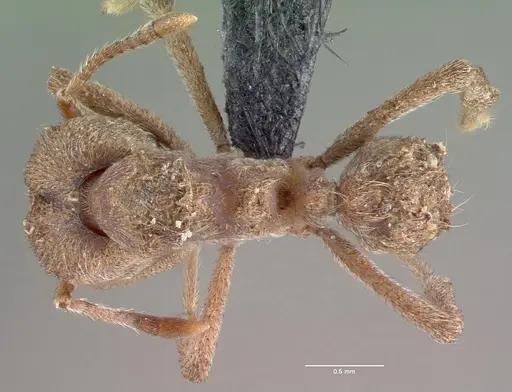 Sericomyrmex amabilis specimen CASENT0039728 image casent0039728_1