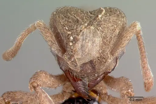 Sericomyrmex amabilis specimen CASENT0039728 image casent0039728_2