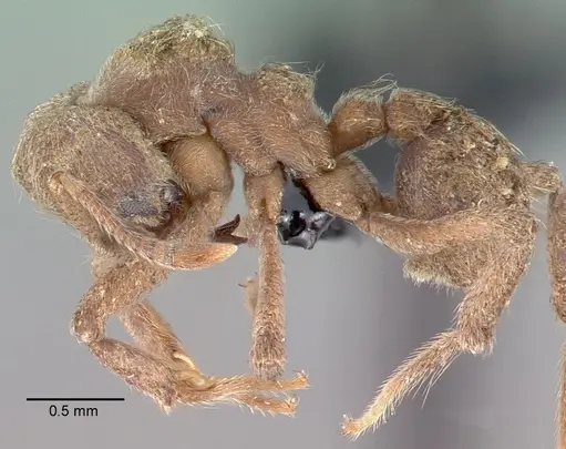 Sericomyrmex amabilis specimen CASENT0039728 image casent0039728_3