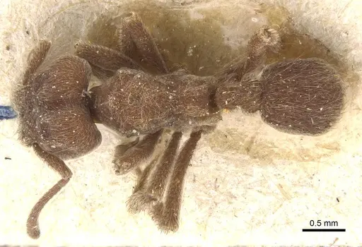 Sericomyrmex amabilis specimen CASENT0912515 image casent0912515_1